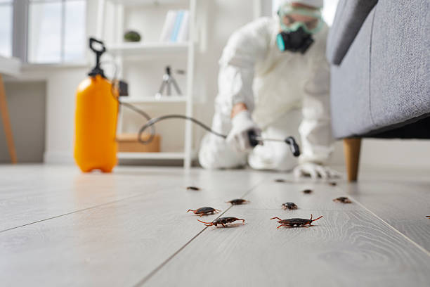 Post-Treatment Bed Bug Interceptor Monitoring in Silver Bay